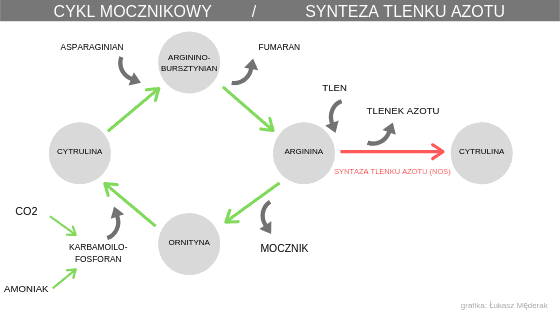 Natalia Stebel - dietetyk kliniczny